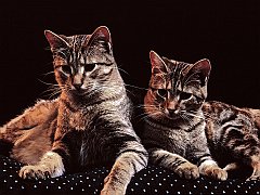 Missy and Magic
